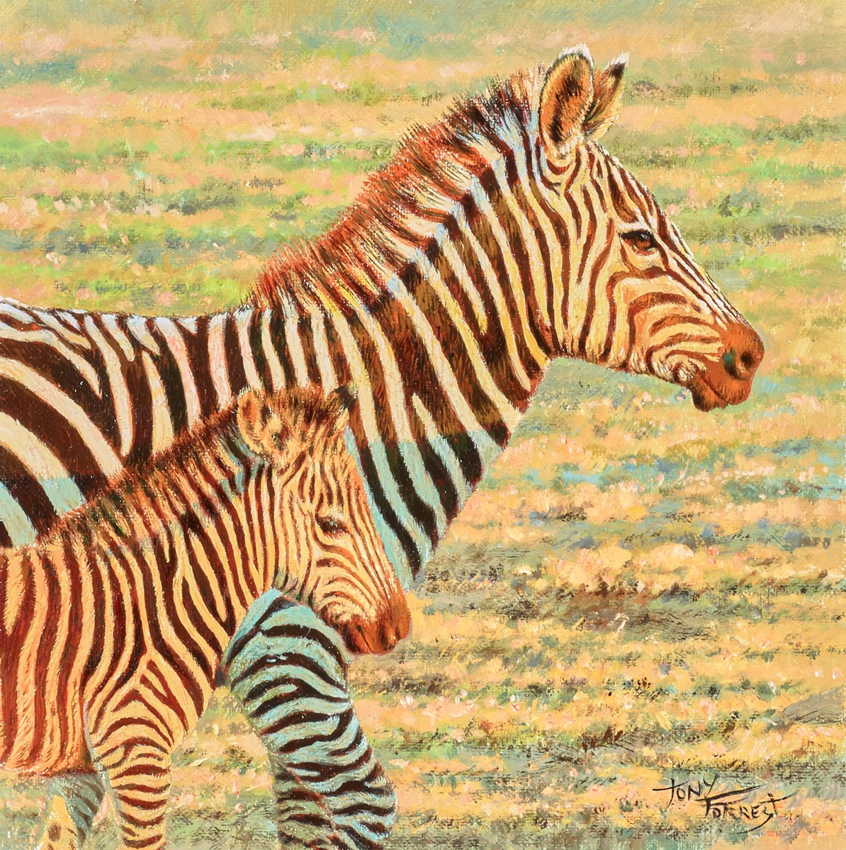 Burchells Zebra, Maasai Mara